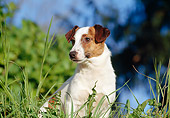 DOG 02 CB0055 01
Close-Up Of Jack Russell Terrier Sitting In Tall Grass