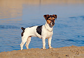 DOG 02 CB0056 01
Jack Russell Terrier Standing On Beach