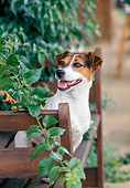 DOG 02 CB0058 01
Jack Russell Terrier Sitting On Wooden Deck By Vines