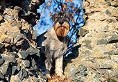 DOG 02 CB0059 01
Standard Schnauzer Standing By Old Brick Walls