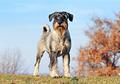 DOG 02 CB0060 01
Standard Schnauzer Standing On Grass In Late Autumn