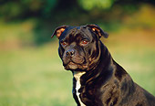 DOG 02 CB0062 01
Portrait Of Staffordshire Bull Terrier Sitting On Grass