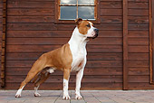 DOG 02 CB0065 01
American Staffordshire Terrier Standing By Wood Cabin