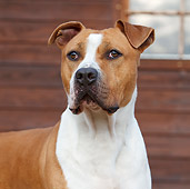 DOG 02 CB0066 01
American Staffordshire Terrier Standing By Wood Cabin