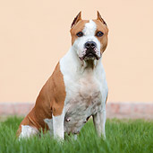 DOG 02 CB0067 01
American Staffordshire Terrier Sitting On Grass