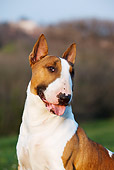 DOG 02 CB0068 01
Portrait Of Bull Terrier Sitting On Grass