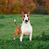 DOG 02 CB0069 01
Bull Terrier Standing On Grass