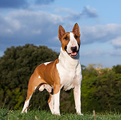 DOG 02 CB0070 01
Bull Terrier Standing On Grass