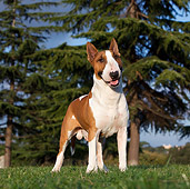 DOG 02 CB0071 01
Bull Terrier Standing On Grass By Pine Trees