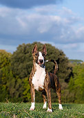 DOG 02 CB0072 01
Bull Terrier Standing On Grass