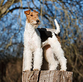 DOG 02 CB0073 01
Fox Terrier Standing On Stump