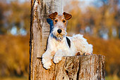 DOG 02 CB0076 01
Fox Terrier Laying On Stump