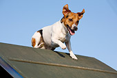 DOG 02 CB0080 01
Jack Russell Terrier Running Over Ramp