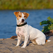 DOG 02 CB0083 01
Jack Russell Terrier Sitting On Sand By Water
