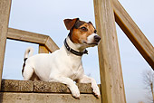 DOG 02 CB0084 01
Jack Russell Terrier Laying On Wooden Deck