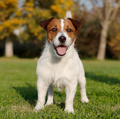 DOG 02 CB0086 01
Portrait Of Jack Russell Terrier Standing On Grass