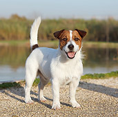 DOG 02 CB0087 01
Jack Russell Terrier Standing On Gravel By Water
