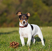 DOG 02 CB0088 01
Jack Russell Terrier Standing On Grass By Pine Cone
