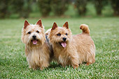DOG 02 CB0091 01
Two Norwich Terriers Standing On Grass