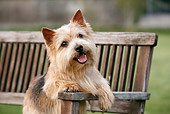 DOG 02 CB0092 01
Close-Up Of Norwich Terrier Sitting On Bench