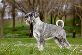 DOG 02 CB0093 01
Standard Schnauzer With Natural Ears And Tail Standing On Grass