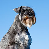 DOG 02 CB0094 01
Close-Up Of Miniature Schnauzer With Natural Ears Against Blue Sky