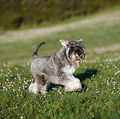 DOG 02 CB0095 01
Miniature Schnauzer With Natural Ears And Tail Walking On Grass