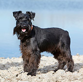 DOG 02 CB0096 01
Miniature Schnauzer With Natural Ears Standing On Rocks By Water