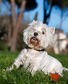DOG 02 CB0097 01
West Highland Terrier Sitting On Grass And Autumn Leaves