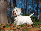 DOG 02 CB0098 01
West Highland Terrier Standing On Grass And Autumn Leaves