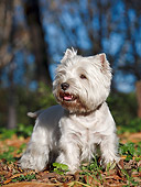 DOG 02 CB0099 01
West Highland Terrier Standing On Grass And Autumn Leaves
