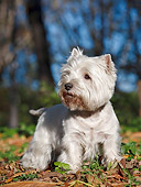 DOG 02 CB0100 01
West Highland Terrier Standing On Grass And Autumn Leaves