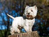 DOG 02 CB0101 01
West Highland Terrier Standing On Stump