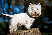 DOG 02 CB0102 01
West Highland Terrier Standing On Stump