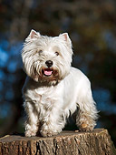 DOG 02 CB0103 01
West Highland Terrier Standing On Stump