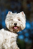 DOG 02 CB0104 01
Portrait Of West Highland Terrier
