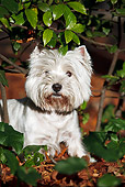 DOG 02 CB0105 01
Portrait Of West Highland Terrier Standing In Autumn Leaves