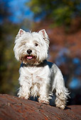 DOG 02 CB0106 01
West Highland Terrier Standing On Log