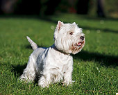 DOG 02 CB0107 01
West Highland Terrier Standing On Grass