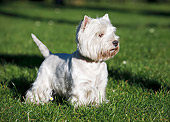 DOG 02 CB0108 01
West Highland Terrier Standing On Grass
