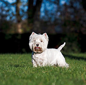 DOG 02 CB0109 01
West Highland Terrier Standing On Grass