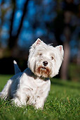 DOG 02 CB0110 01
Portrait Of West Highland Terrier Standing On Grass