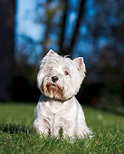 DOG 02 CB0111 01
Portrait Of West Highland Terrier Sitting On Grass