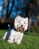 DOG 02 CB0112 01
Portrait Of West Highland Terrier Standing On Grass