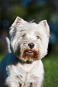 DOG 02 CB0113 01
Close-Up Of West Highland Terrier Standing On Grass