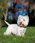 DOG 02 CB0114 01
Portrait Of West Highland Terrier Standing On Grass