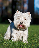 DOG 02 CB0115 01
Portrait Of West Highland Terrier Standing On Grass