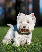 DOG 02 CB0116 01
Portrait Of West Highland Terrier Standing On Grass