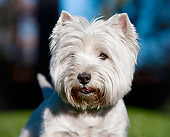 DOG 02 CB0117 01
Head Shot Of West Highland Terrier