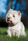 DOG 02 CB0118 01
Portrait Of West Highland Terrier Standing On Grass